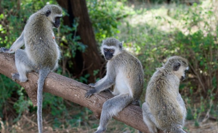 KWS Intervenes as Monkeys Invade 2 Villages in Murang'a County.